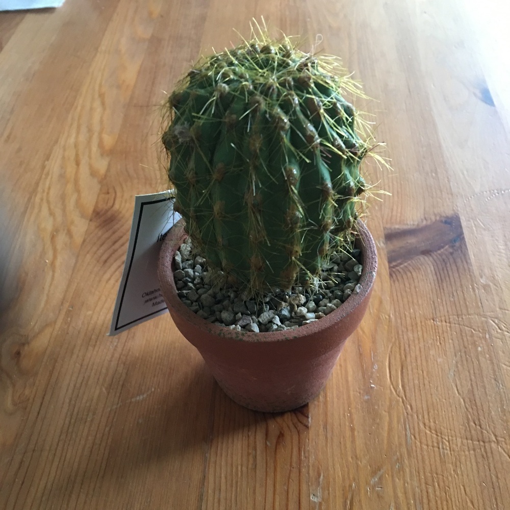 NWT Mini Fake Cactus